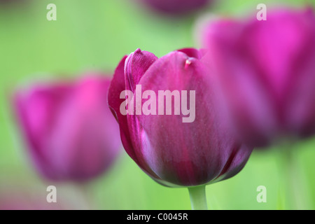 Tulpen, Tulipa-Hybriden, Feld, Tulipa, tulipani, campo Insel Mainau, Isola, Deutschland, Germania Foto Stock