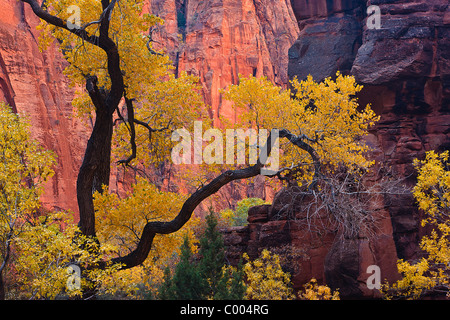 Pioppi neri americani ad albero picco in autunno a colori, Zion Canyon Zion National Park, Utah, Stati Uniti d'America. Foto Stock