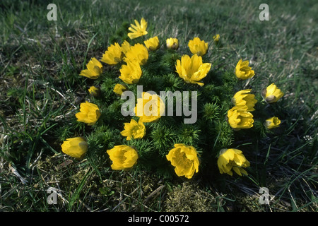 Fruehlings-Adonisroeschen, Adonis vernalis, giallo Fagiano's Eye, Mittelfranken, Baviera, Baviera, Deutschland, Germania Foto Stock