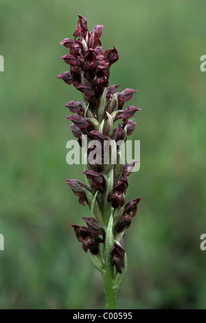 Wanzen-Knabenkraut, Orchis coriophora, Bug Orchid, Nationalpark Neusiedler See, Oesterreich, Austria Foto Stock