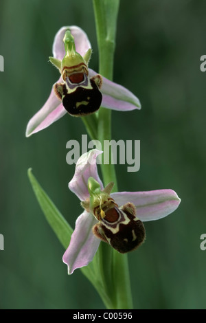 Bienen-Ragwurz, Ophrys apifera, Bee Orchid, Alpillen, Suedfrankreich, Sud Francia Foto Stock