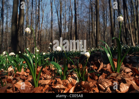 Fruehlings-Knotenblume, Maerzenbecher, Leucojum vernum, molla il simbolo del fiocco di neve, Mittelfranken, Baviera, Baviera, Deutschland, Germania Foto Stock