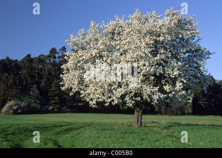 Bluehender Birnenbaum, Pyrus, Pear Tree, fioritura, Mittelfranken, Baviera, Baviera, Deutschland, Germania Foto Stock
