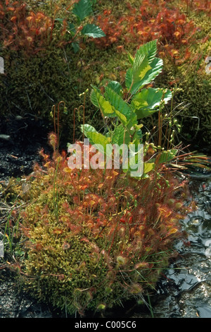 Sundew comune Drosera rotundifolia Rundblaettriger Sonnentau - Stato Chilkat Park, Alaska, STATI UNITI D'AMERICA Foto Stock