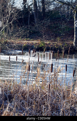 Giunco di palude dal lago ghiacciato inverno Poynton Park cheshire england Foto Stock