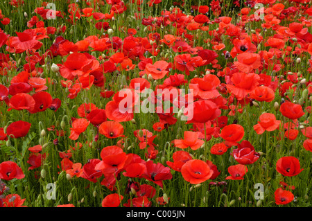 Klatschmohn, Bluete, Papaver rhoeas, Comune di papavero, Blossom, Texel, Holland, Paesi Bassi Foto Stock