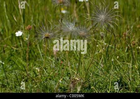 Gemeine Kuechenschelle, Pulsatilla vulgaris, comune "Pasque Flower, Ostalbkreis, Baden Wuerttemberg, Deutschland, Germania Foto Stock