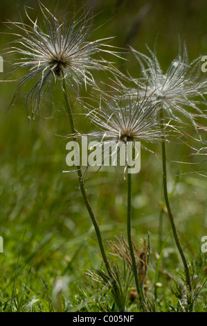 Gemeine Kuechenschelle, Pulsatilla vulgaris, comune "Pasque Flower, Ostalbkreis, Baden Wuerttemberg, Deutschland, Germania Foto Stock