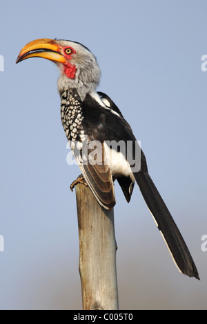 Southern Yellow-fatturati Hornbill (Tockus leucomelas) nel Parco Nazionale di Kruger, Sud Africa.