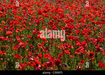 Klatschmohn, Bluete, Papaver rhoeas, Comune di papavero, Blossom, Texel, Holland, Paesi Bassi Foto Stock