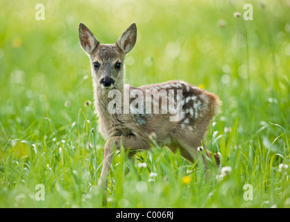 Unione Caprioli - fulvo sul prato Foto Stock