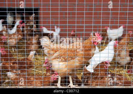 La corsa libera il pollo in una fattoria in Germania dietro un recinto. Foto Stock