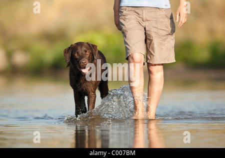 Il Labrador Retriever cane e uomo - a piedi in acqua Foto Stock