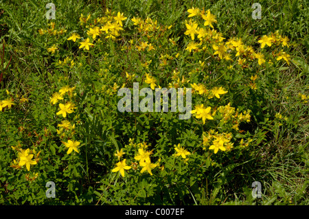 Echtes Johanniskraut, Tuepfeljohanniskraut, Hypericum perforatum, iperico Foto Stock