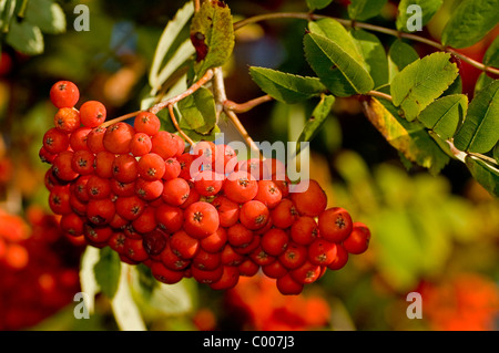 Eberesche, Vogelbeere, Sorbus aucuparia, Monte Ceneri, rowan Ostalbkreis, Baden-Wuerttemberg Deutschland, Germania Foto Stock