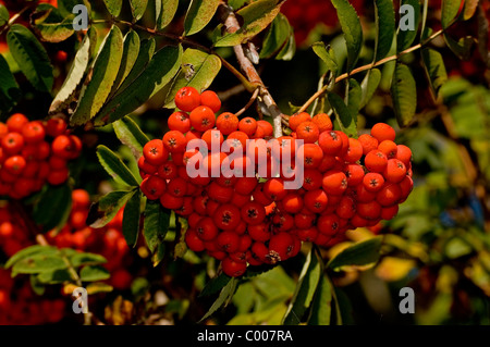 Eberesche, Vogelbeere, Sorbus aucuparia, Monte Ceneri, rowan Ostalbkreis, Baden-Wuerttemberg Deutschland, Germania Foto Stock