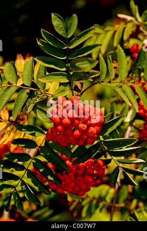 Eberesche, Vogelbeere, Sorbus aucuparia, Monte Ceneri, rowan Ostalbkreis, Baden-Wuerttemberg Deutschland, Germania Foto Stock