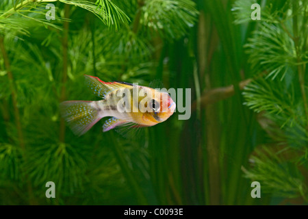 Ram ( Microgeophagus ramirezi ) girando maschio da erbacce Foto Stock