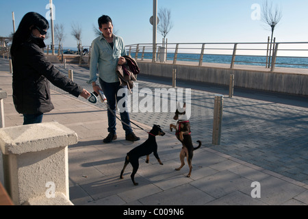 Cani giocando sul lungomare di Palma di Mallorca Foto Stock