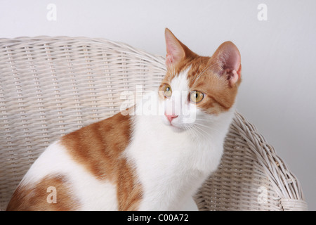 Hauskatze, dunkelrot-weiss, im Korbsessel, Felis silvestris forma catus, domestici-cat rosso-bianco, basket sedia Foto Stock
