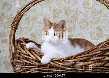 Hauskatze, Fellfarbe dunkelrot-weiss, im Korb, Felis silvestris forma catus, domestici-cat rosso-bianco, basket Foto Stock