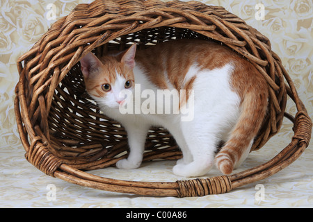 Hauskatze, Fellfarbe dunkelrot-weiss, im Korb, Felis silvestris forma catus, domestici-cat rosso-bianco, basket Foto Stock