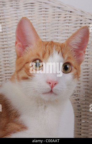 Hauskatze, dunkelrot-weiss, Detailaufnahme, Felis silvestris forma catus, domestici-gatto rosso-bianco Foto Stock