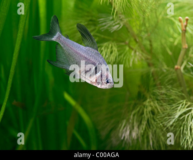 Fantoccio nero tetra Hyphessobrycon megalopterus vista laterale di acqua dolce tropicale del Brasile Foto Stock