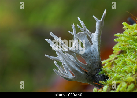 Geweihfoermige Holzkeule, Xylaria hypoxylon, candelabro fungo, Carbonio palchi, Fruchtkoerper, corpo fruttifero Foto Stock