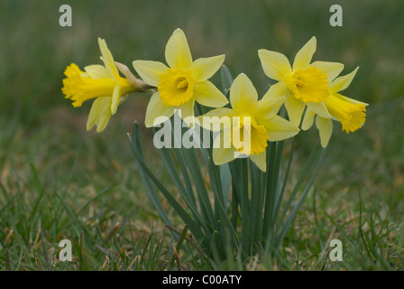 Wilde Narzisse, Narcissus pseudonarcissus, Wild daffodil Foto Stock