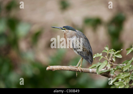 Heron striato (Butorides striata) in piedi ramo rotto Foto Stock