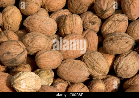 Echte Walnuss, Juglans regia, Noce comune, noce Persiano Foto Stock