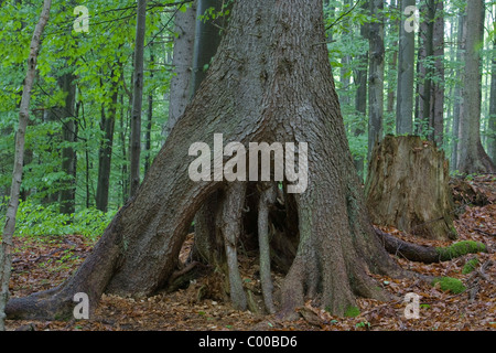 Primordiale foresta tedesca radici Foto Stock