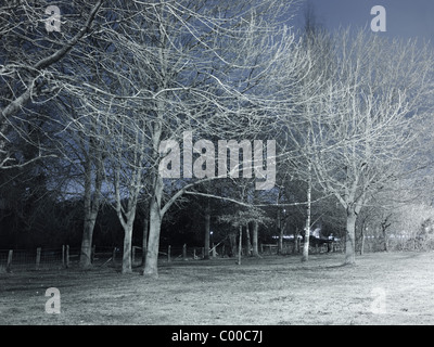 Strada e alberi illuminati da luci di strada di notte con cielo blu , adottate dalle sedi stradali Foto Stock