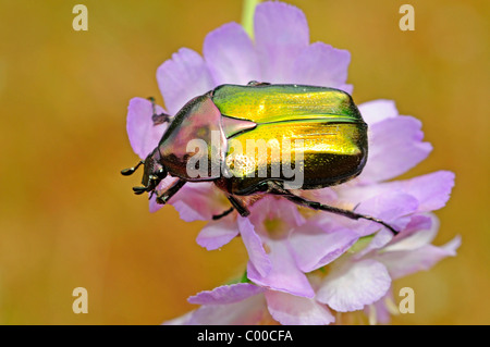 Rose (Chafer Cetonia aurata) su BLOSSOM Foto Stock