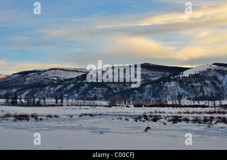 Lamar panorama della valle, coyote caccia nella neve. Parco Nazionale di Yellowstone, Wyoming negli Stati Uniti. Foto Stock