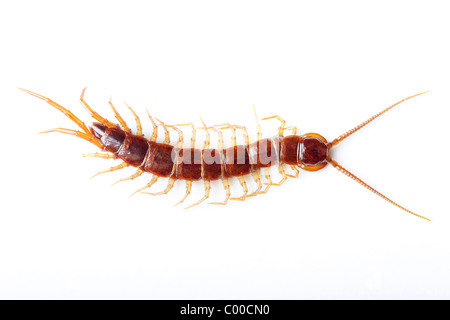 Marrone / centipede Lithobius forficatus Foto Stock