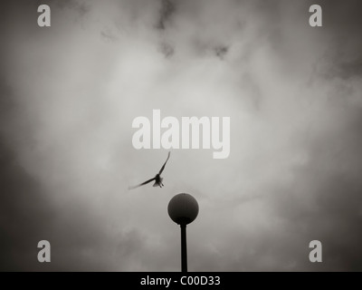 Seagull atterraggio su lampost, Salford Quays, Manchester, con moody sky in bianco e nero Foto Stock