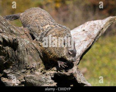 In prossimità di una marmotta nordamericana di mangiare una nocciolina. La marmotta (Marmota monax), noto anche come una marmotta o whistle-pig, o in alcuni di essi sono Foto Stock