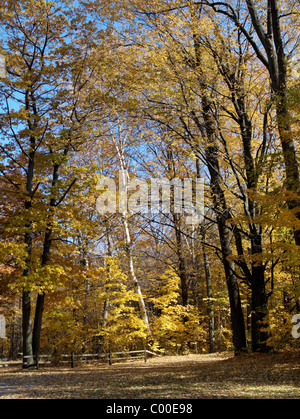 Un sentiero conduce nel bosco su una bella giornata autunnale, gli alberi sono nella loro gloria di colore giallo e con foglie d'oro Foto Stock