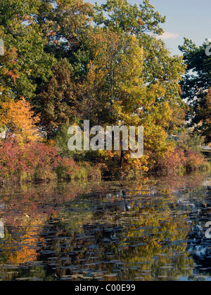 Bella colorato fogliame di autunno si riflette nel lago dagli alberi che crescono a destra fino al bordo delle acque. Foto Stock