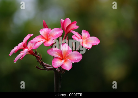 Rosa fiori di frangipani con la formazione di condensa o di gocce di rugiada il gocciolamento da loro Foto Stock