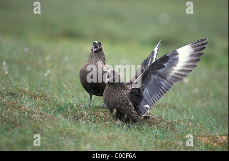 Grande skua (Stercorarius skua) coppia visualizzazione - Foula Isola - Isole Shetland - REGNO UNITO Foto Stock