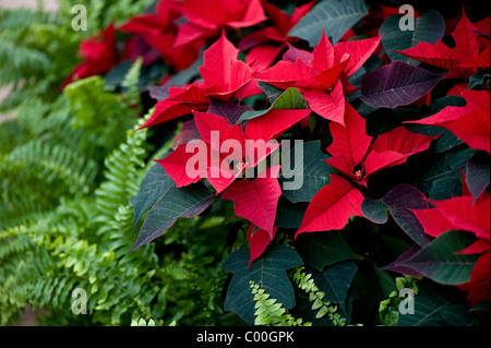 Primo piano di Poinsettia rosso vivo - Euphorbia pulcherrima - noche buena foglie festive Foto Stock