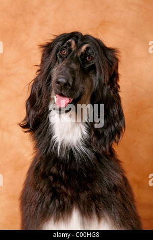 Afghanischer Windhund / Levrieri Afghani Foto Stock