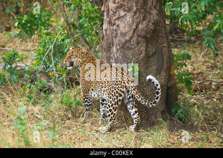 Panthera pardus - maschio adulto leopard ululano e il profumo-marcatura contro tree - Masai Mara riserva nazionale, Kenya, Africa Foto Stock