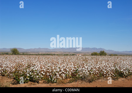 La coltivazione del cotone in un campo in Pima County, Arizona USA, uno dei migliori posti al mondo per la coltivazione del cotone aree. Foto Stock