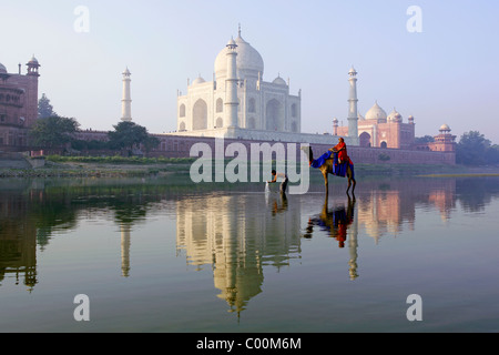 India, Uttar Pradesh, Agra, lavaggio l uomo e la donna a dorso di cammello nel fiume Yamuna con Taj Mahal dietro Foto Stock