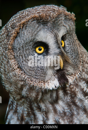 Grande Grigio Allocco (Strix nebulosa) Foto Stock