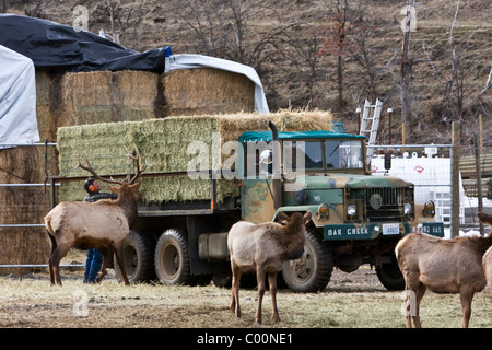 Rocky Mountain elk seguire un carrello di alimentazione a Oak Creek Wildlife Area vicino Naches, Washington. Foto Stock